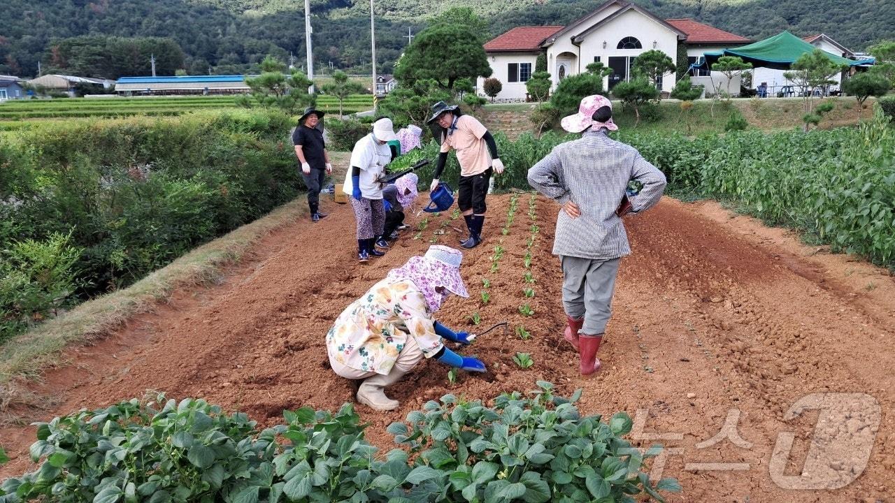 밀양시 &#39;농촌에서 살아보기&#39;에 참여한 참가자들이 밭 이랑을 고르고 파종에 나서고 있다.&#40;밀양시 제공&#41;