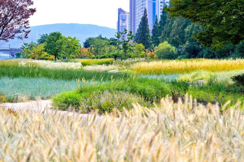 울산 남구&#40;구청장 서동욱&#41;는 2022년을 시작으로 그라스, 버베너, 국화 등을 식재하고 42,500제곱미터 면적의 태화강그라스정원을 조성했다. &#40;남구청 제공&#41;