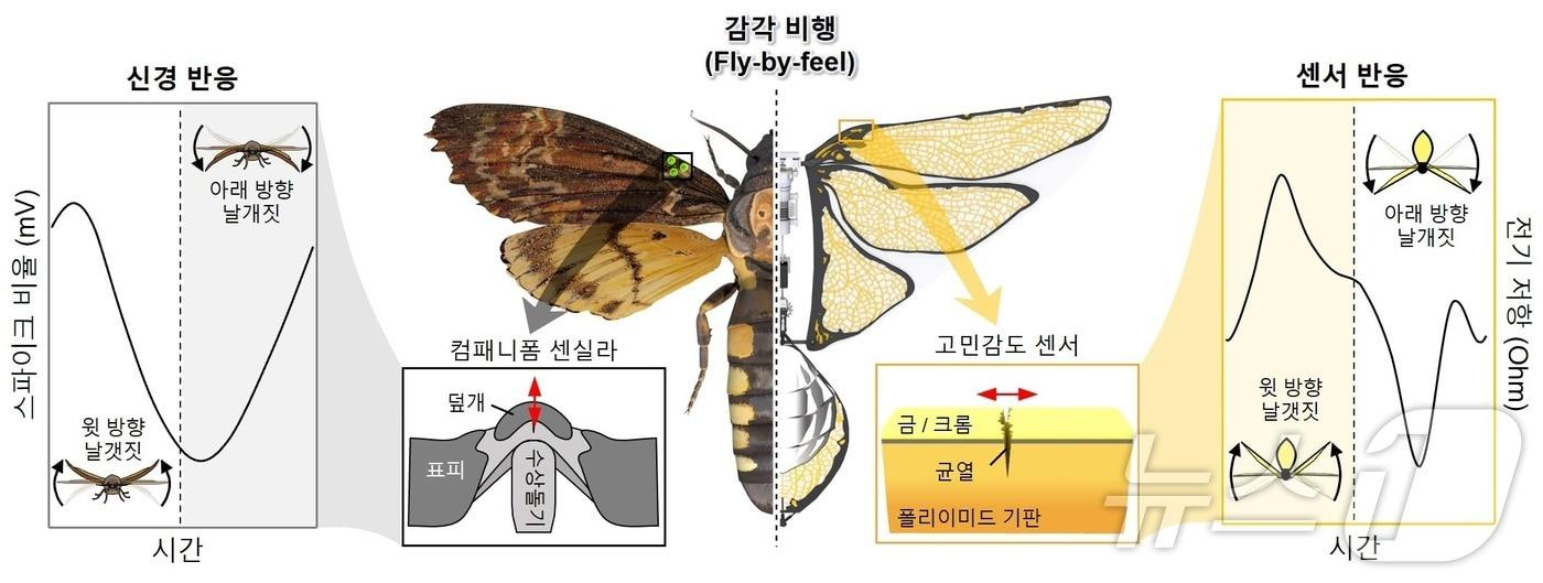 날갯짓 곤충과 날갯짓 드론에서 날개 변형을 감지하는 메커니즘. &#40;아주대 제공&#41;/뉴스1