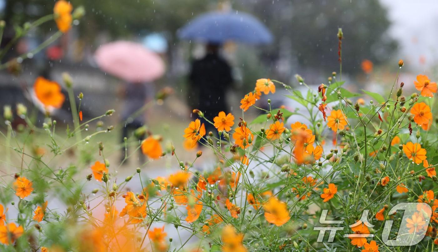 낮과 밤의 길이가 같아지는 절기상 추분&#40;秋分&#41;을 이틀 앞둔 20일 대전 동구 대동천에 핀 황화코스모스 사이로 시민이 우산을 쓰고 지나고 있다. 2024.9.20/뉴스1 ⓒ News1 김기태 기자