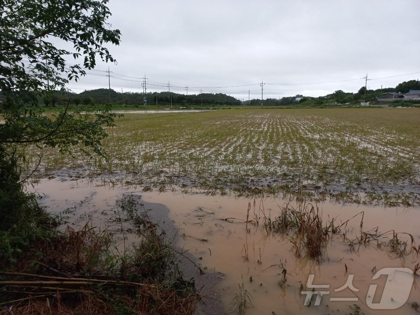 전남 한 벼 농가가 벼멸구 피해에 이어 200㎜ 이상의 집중호우를 당해 물에 잠겨 있다.&#40;독자 제공&#41; 2024.9.22/뉴스1