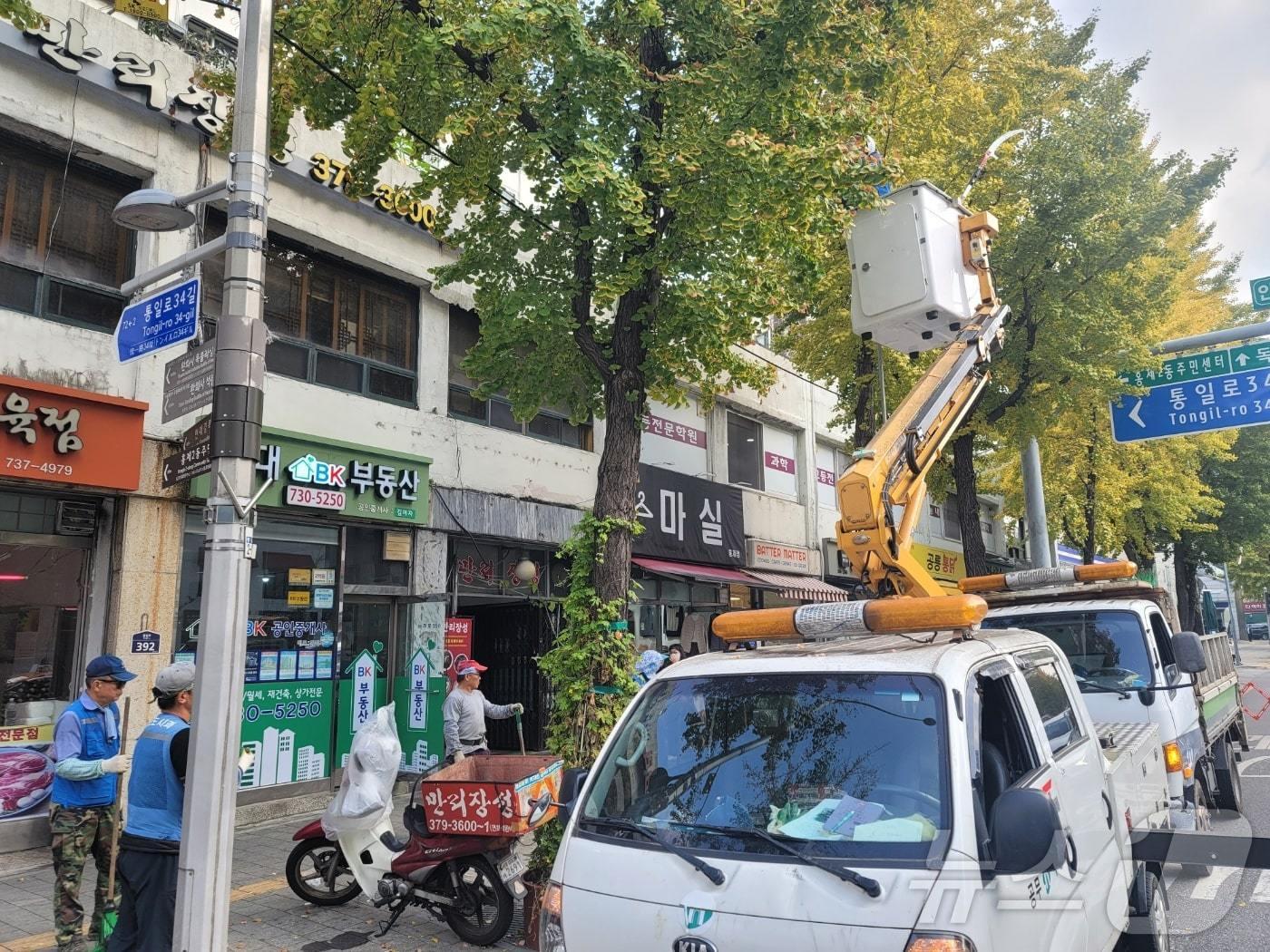 서울시가 은행 열매를 채취하는 모습. &#40;서울시 제공&#41;ⓒ 뉴스1