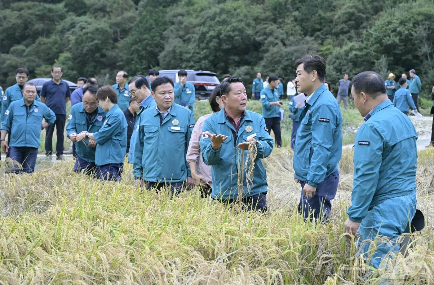 최영일 전북 순창군수가 22일 관내 벼멸구 피해현장을 찾은 김관영 도지사에 사태의 심각성을 호소하며 특별재난지역 선포 등을 요청하고 있다.&#40;순창군 제공&#41;/뉴스1   