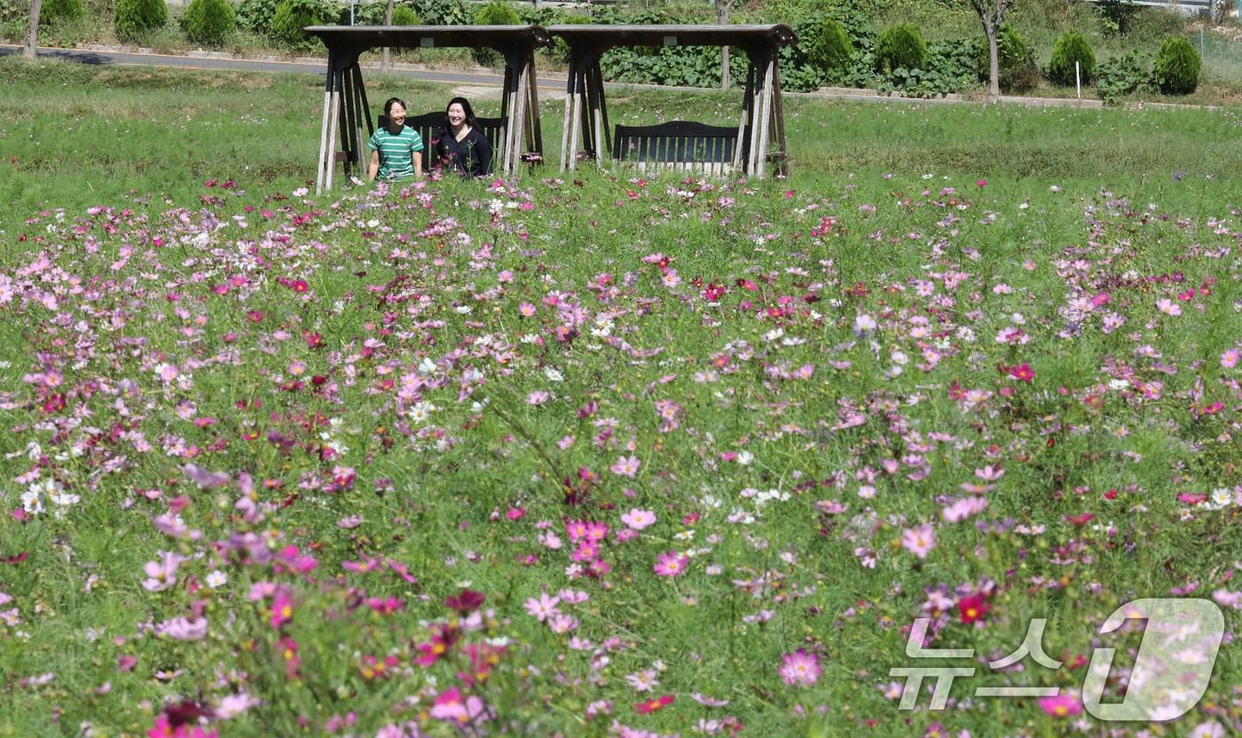 24일 대전·충남은 맑은 가운데 아침 기온이 15도 내외로 쌀쌀할 것으로 예보됐다. 대전 대덕구 장동만남공원 일원에 코스모스가 만개해 있다. /뉴스1 ⓒ News1 김기태 기자