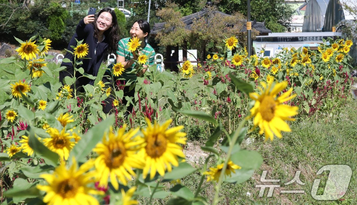 완연한 가을 날씨를 보인 23일 대전 대덕구 장동만남공원 일원에서 시민들이 해바라기 사이로 걸으며 가을 정취를 즐기고 있다. 2024.9.23/뉴스1 ⓒ News1 김기태 기자