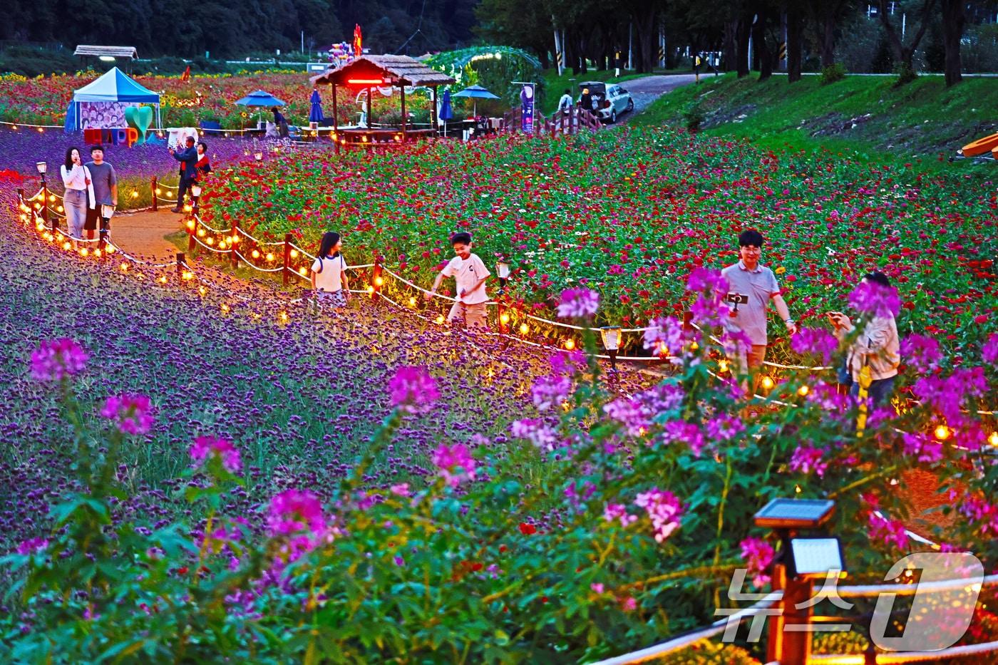 지난 22일 강원 평창군 평창읍 평강강 둔치 일원에서 열린 2024 평창백일홍축제장을 찾은 방문객들이 화려한 조명으로 장식된 백일홍밭에서 초가을의 정취를 즐기고 있다. ‘대한민국 가을이 시작되는 곳 평창, 천만송이 백일홍과 함께 걷는 가을 산책’을 주제로 지난 1일 개막한 이 축제는 관광객 10만여명&#40;주최측 추산&#41;이 방문한 가운데 성황리에 막을 내렸다. &#40;평창군 제공&#41; 2024.9.23/뉴스1