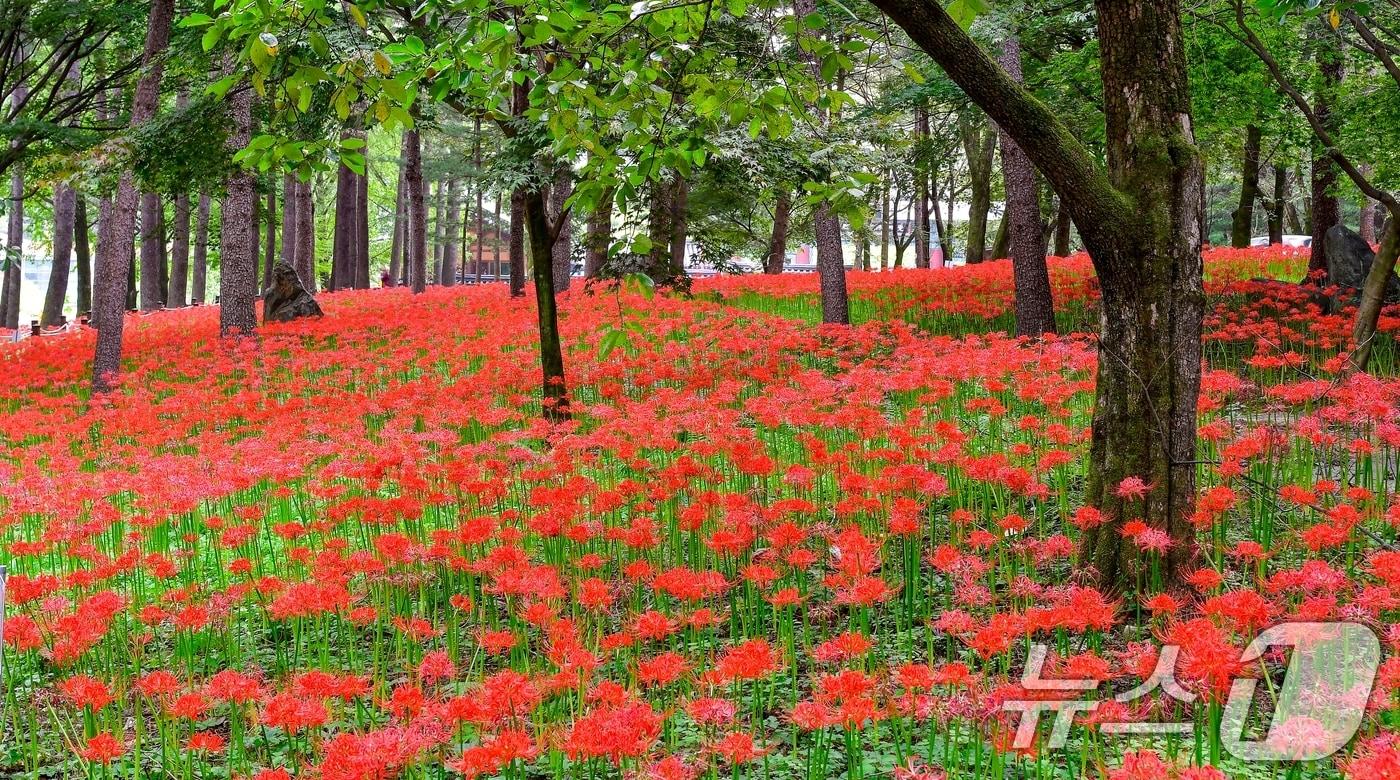 경북 김천시 직지사 입구 만세교로 향하는 산책로 주변 나무숲에 꽃무릇이 만개해 가을의 정취를 더하고 있다. &#40;김천시 제공&#41; 2024.9.24/뉴스1 ⓒ News1 정우용 기자