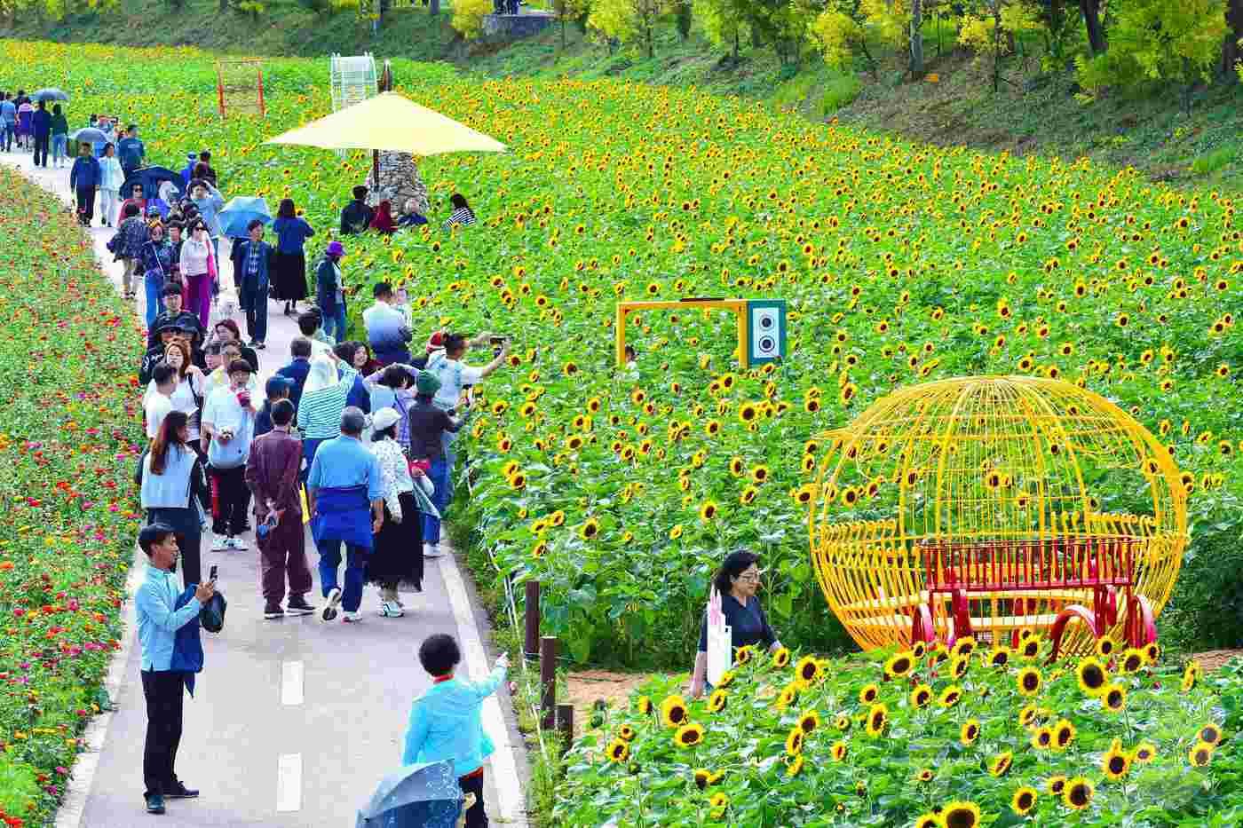 전남 장성 황룡강 가을꽃축제 전경.&#40;장성군 제공&#41;2024.9.24./뉴스1