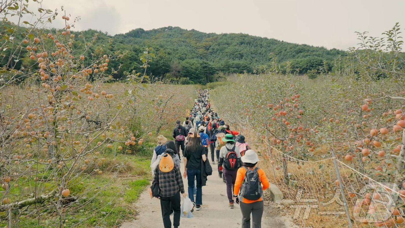 지난해 국립백두대간수목원에서 개최한 제1회 백두대간 가든하이킹 참여자들이 봉화지역 자랑인 사과밭길을 걷고 있다.&#40;한국수목원정원관리원 제공&#41; /뉴스1