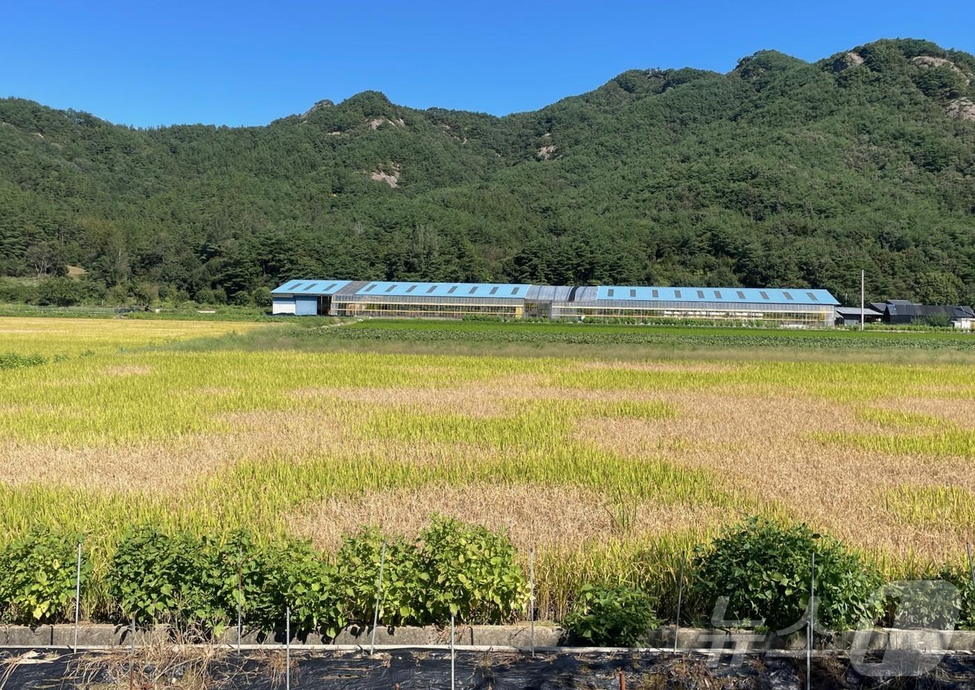 전북자치도 진안군이 벼 재배농가 모두에게 벼멸구 전용 약제를 공급한다.&#40;진안군제공&#41;2024.9.26/뉴스1