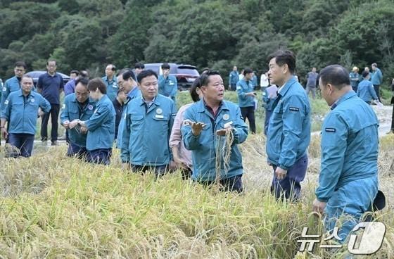 최영일 전북 순창군수가 22일 관내 벼멸구 피해현장을 찾은 김관영 도지사에 사태의 심각성을 호소하며 특별재난지역 선포 등을 요청하고 있다.&#40;순창군 제공&#41;/뉴스1    