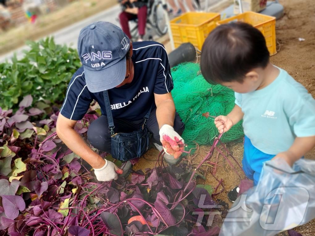  3일 충북 충주시는 오는 7~8일 양일간 19회 천등산 고구마 체험 행사가 열린다고 밝혔다. 사진은 고구마 캐기 체험.&#40;충주시 제공&#41;2024.9.3/뉴스1