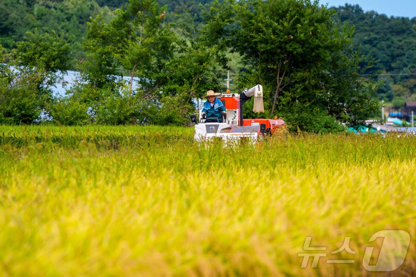 3일 오전 충북 증평군 남자리 일원에서 올해 첫 벼 베기를 시작했다. 이날 수확한 벼는 조운벼&#40;조생종&#41;로 밥맛이 좋고 특히 내재해성에 강한 국산 품종이다.&#40;증평군 제공&#41;2024.9.3/뉴스1