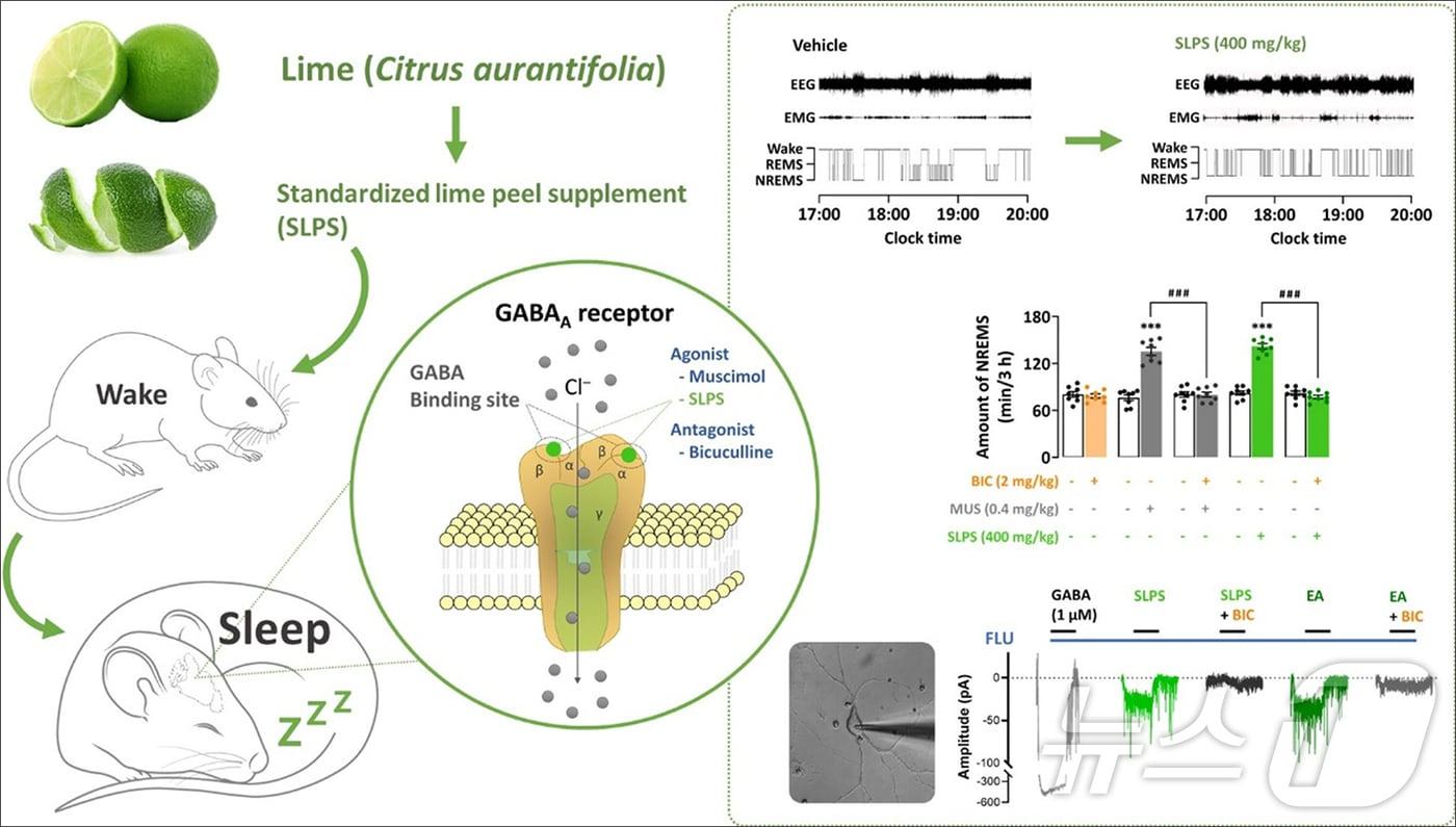 라임껍질 추출물의 수면개선 효과와 작용기전 이미지. &#40;국립부경대 제공&#41;