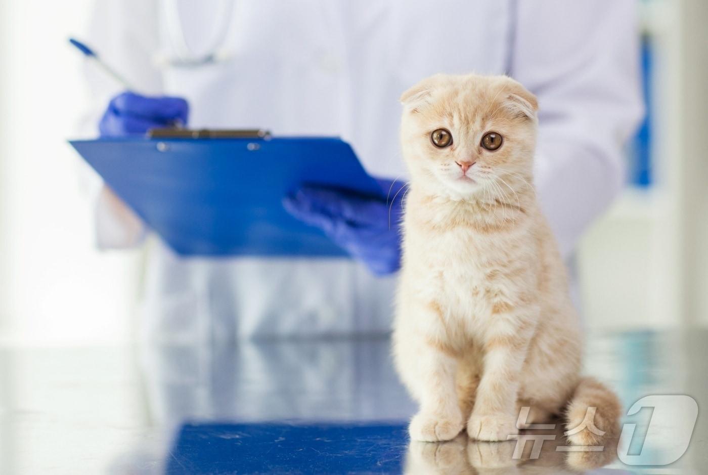 동물병원에서 진료 받는 고양이&#40;사진 이미지투데이&#41; ⓒ 뉴스1