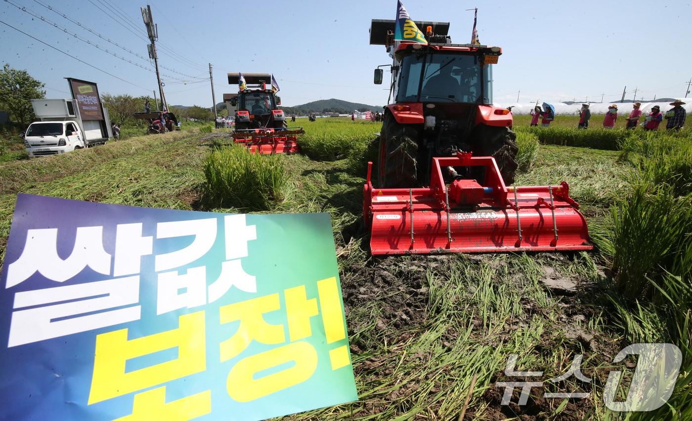 4일 충남 부여군 부여읍 군수리의 한 논에서 부여군농업인단체협의회 회원들이 쌀값 폭락 대책 마련을 촉구하며 트랙터로 벼를 갈아엎고 있다. 2024.9.4 /뉴스1 ⓒ News1 김기태 기자