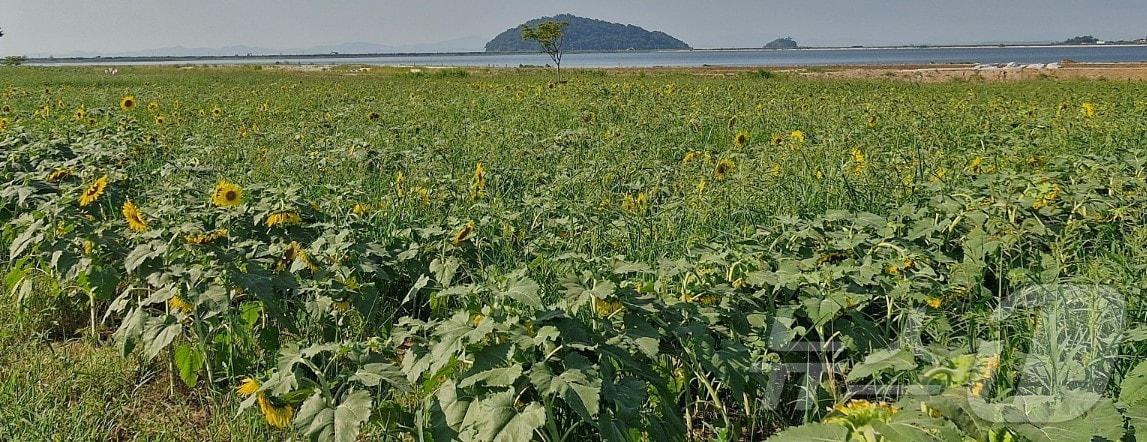 해바라기 축제 사진&#40;A 씨 제공&#41;/뉴스1