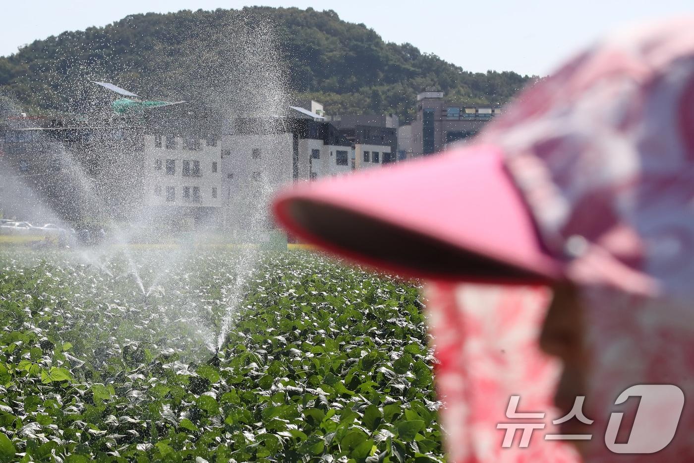 9일 충북과 세종은 구름 많고 낮 최고기온이 33도까지 덥겠다.&#40;사진은 기사와 무관함&#41;/뉴스1 ⓒ News1 공정식 기자