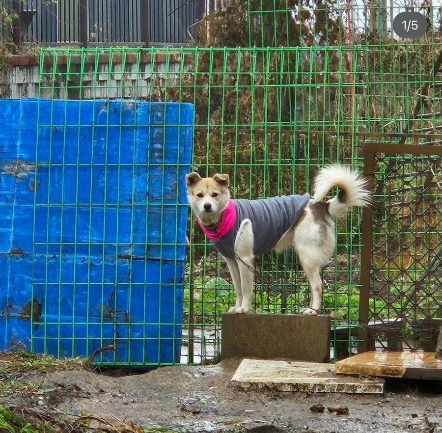 비가 오면 잠기는 위치에서 묶여 살던 애나. 옷은 봉사자가 입혀줬다. &#40;너와함개냥 제공&#41; ⓒ 뉴스1