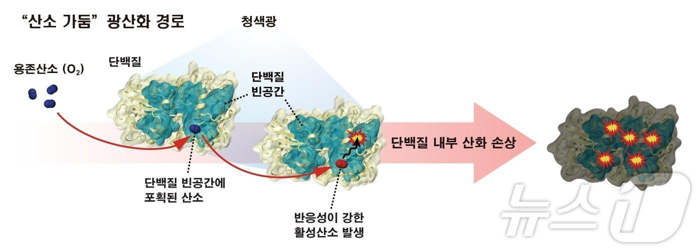 항산화 시스템을 피해 세포 단백질을 손상시키는 산소 가둠 경로. &#40;UNIST 제공&#41;