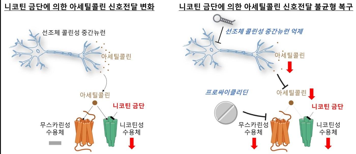 &#40;한국과학기술연구원 제공&#41;