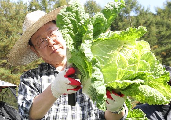 [뉴스1 PICK]'김장포기족' 우려한 이재명, 평창 배추밭 방문