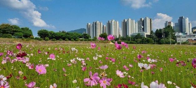 충주 시민의 숲 이주단지 부지에 코스모스 '만개'