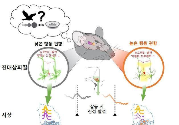 극한 상황 의사결정 돕는 뇌 회로 원리 규명 