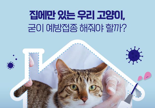 집에만 있으니까 괜찮다?…"고양이도 예방접종 필수"[펫카드]