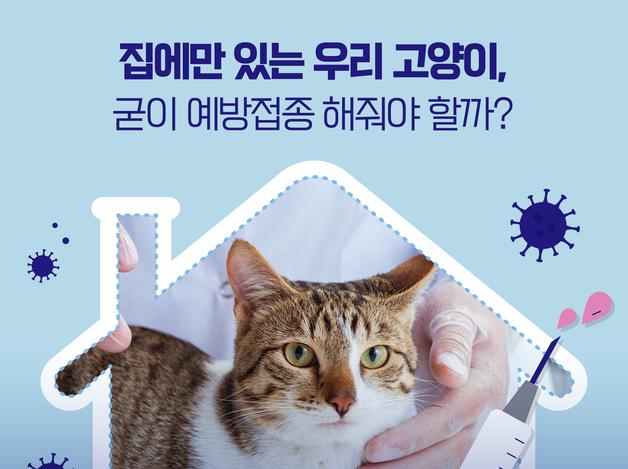 집에만 있으니까 괜찮다?…"고양이도 예방접종 필수"