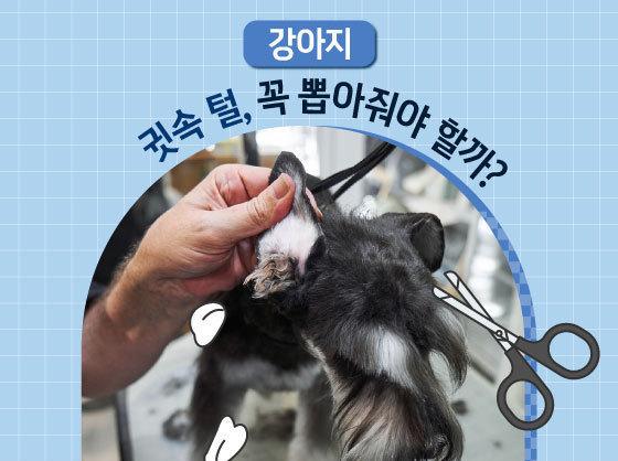 강아지 귓병 예방 위해서?…귓속 털, 꼭 뽑아줘야 할까