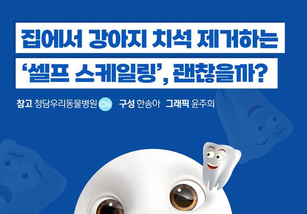 집에서 강아지 치석 제거?…"셀프 스케일링, 매우 위험"[펫카드]