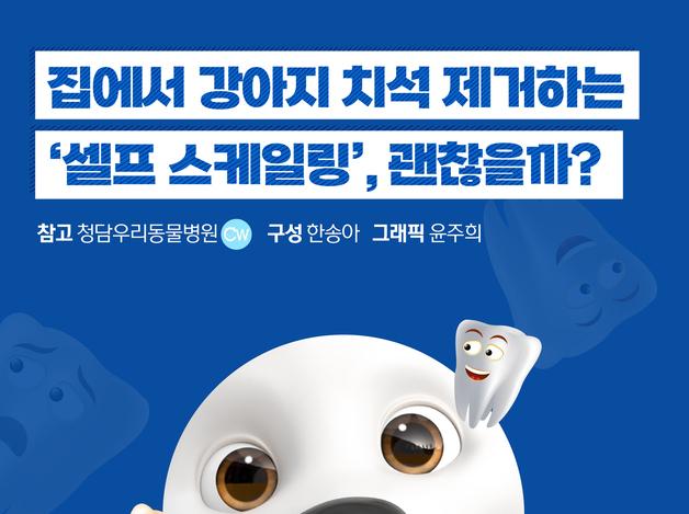 집에서 강아지 치석 제거?…"셀프 스케일링, 매우 위험"