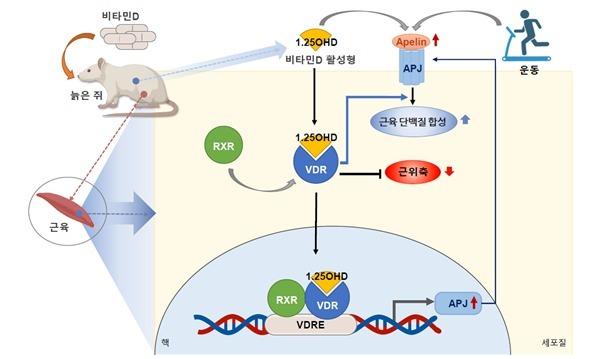 "비타민D, 치료제 없는 노년기 근감소증 예방에 효과"