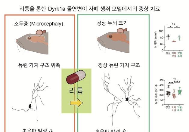 리튬, 자폐증 치료 효과…신경 손상 회복시켜 행동이상 정상화