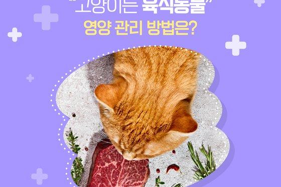 캣닢 먹는 고양이, 채식해도 된다?…"육식동물입니다"[펫카드]