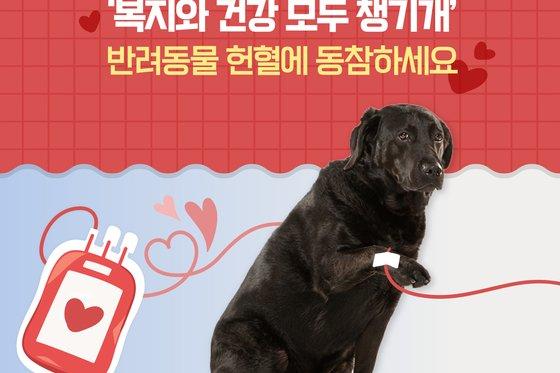 '복지와 건강 모두 챙기개'…반려동물 헌혈에 동참하세요 [펫카드]