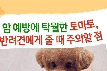 "암 예방에 탁월한 토마토"…반려견에게 줄 때 주의할 점[펫카드]