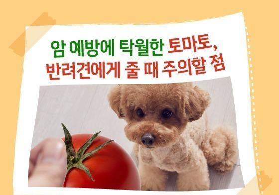 "암 예방에 탁월한 토마토"…반려견에게 줄 때 주의할 점[펫카드]