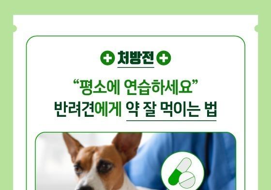 반려견에게 약 잘 먹이는 법 '꿀팁' 알려드립니다[펫카드]