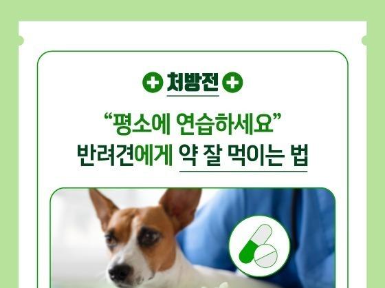 반려견에게 약 잘 먹이는 법 '꿀팁' 알려드립니다