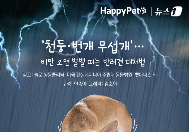 '천둥·번개 무섭개'…비만 오면 벌벌 떠는 반려견 대처법 [펫카드]