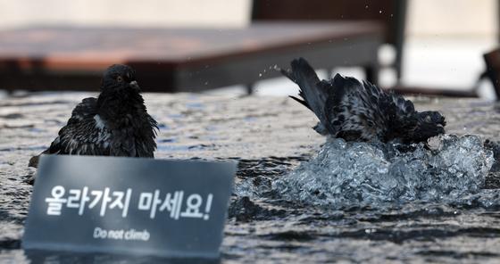 "비둘기·까치 먹이 주지 마세요"…서울시, 과태료 최대 100만원