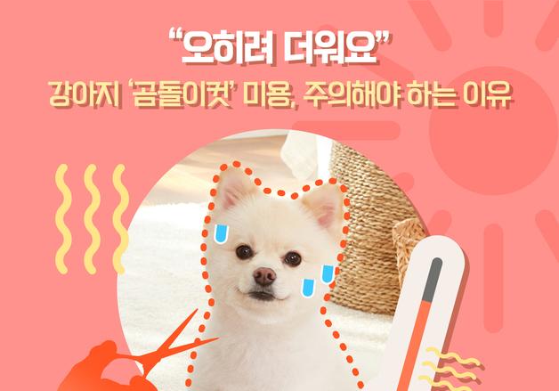 강아지 곰돌이컷 미용, 주의해야 하는 이유…"더 더워요"[펫카드]