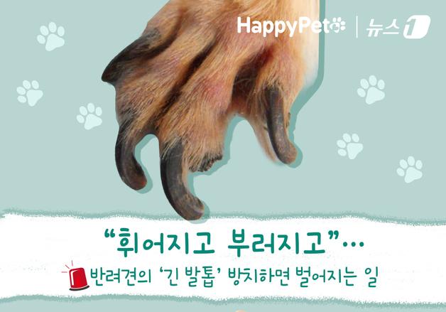 "휘어지고 부러지고"…반려견 발톱 날리기만? 긴 발톱도 문제[펫카드]