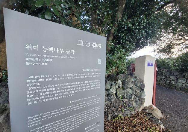 '한강이 손꼽은 의외의 롤모델' 현맹춘 할머니가 심은 제주 동백나무 