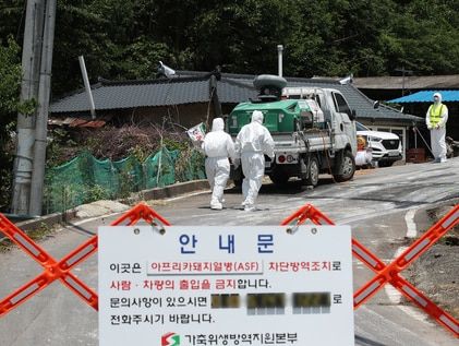 경북서 4일 만에 또 아프리카돼지열병 발생…방역당국 '비상'
