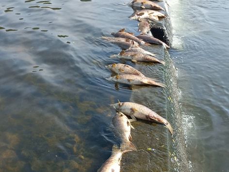 울주 회야댐 상류서 물고기 수십마리 폐사…지자체 원인 분석