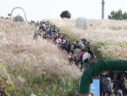 하늘공원은 억새 축제 중