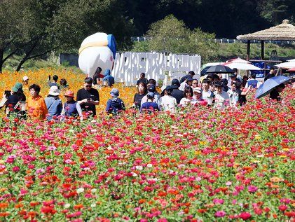 인파 몰린 평창백일홍축제